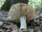 Mézszagú galambgomba (Russula melliolens), Mátra